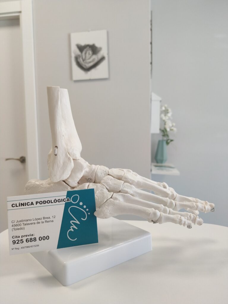 Modelo anatómico del pie en la Clínica Podológica Talavera
